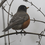 24th Mar 2024 - American robin on a branch