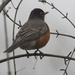 American robin on a branch by rminer