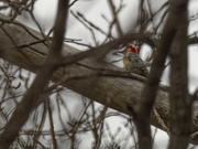 24th Mar 2024 - red-bellied woodpecker