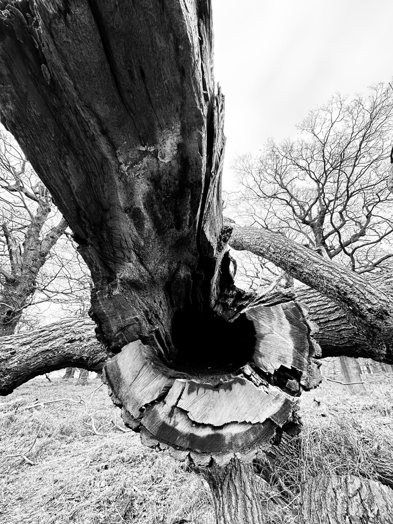 Trunk by mr_jules