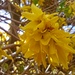 Forsythia  by 365projectorgjoworboys