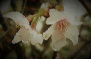 13th Mar 2024 - Cherry Blossom 