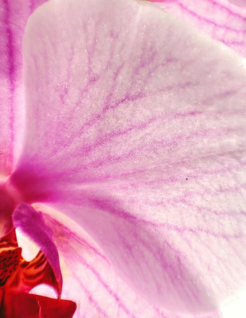 Orchid veins  by boxplayer