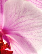 24th Mar 2024 - Orchid veins 