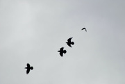 23rd Mar 2024 - Crows