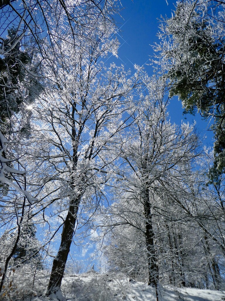 Crystal trees by mtb24