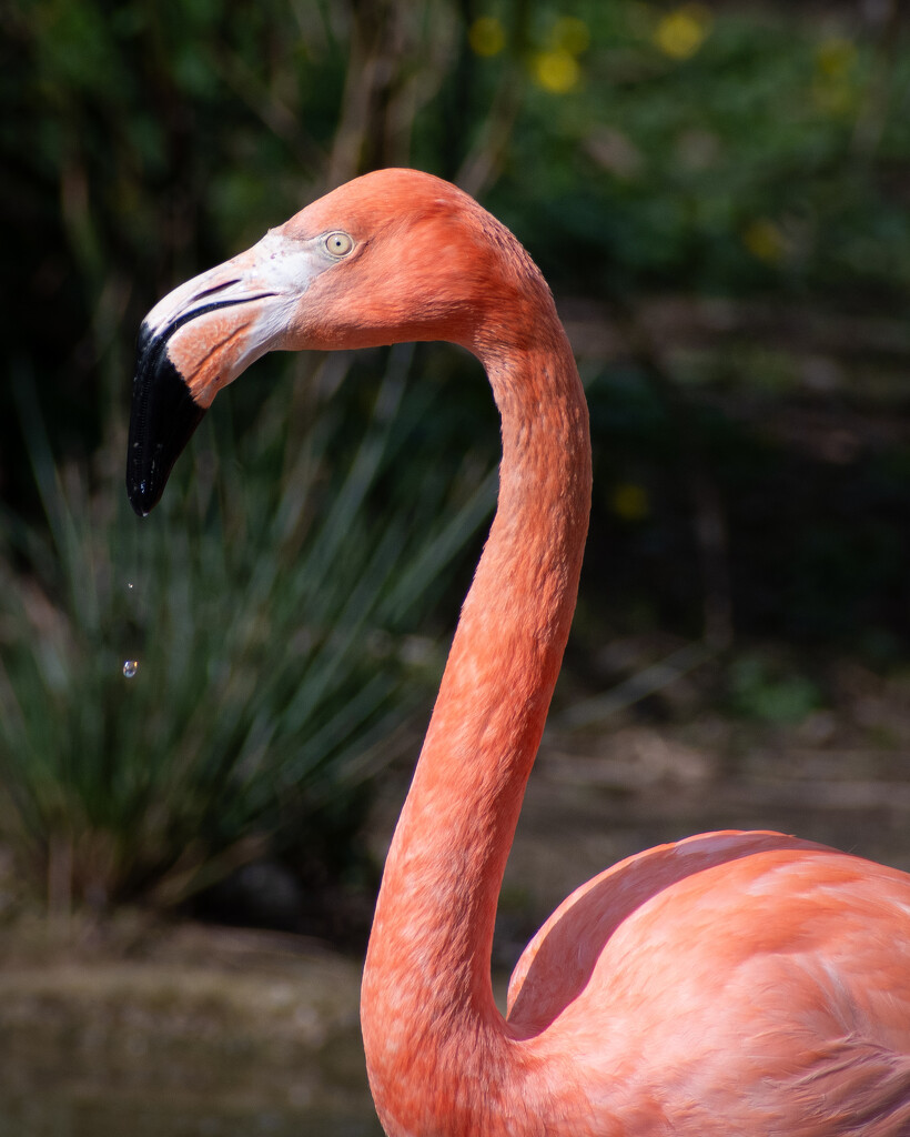 Flamingo flamango by anncooke76