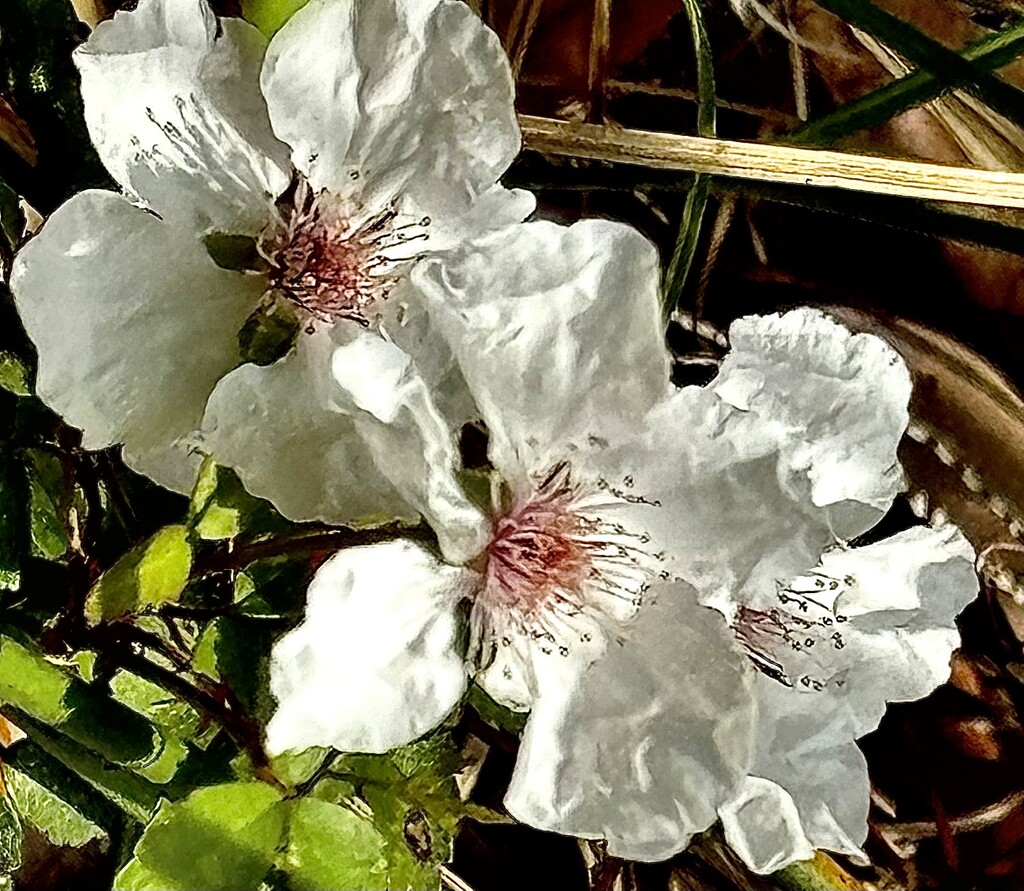 Southern dewberry by congaree