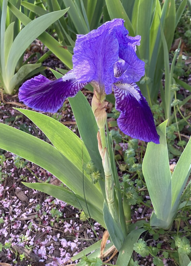 irises are blooming at school by wiesnerbeth