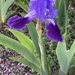 irises are blooming at school