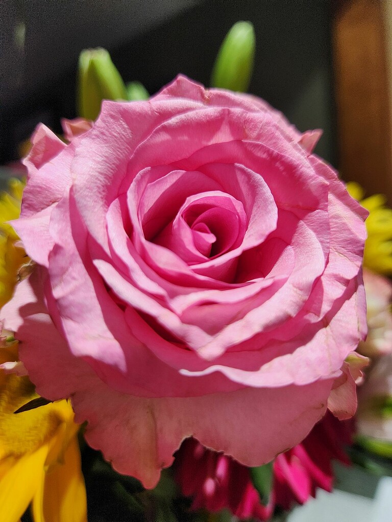 Beauty in Pink by jo38