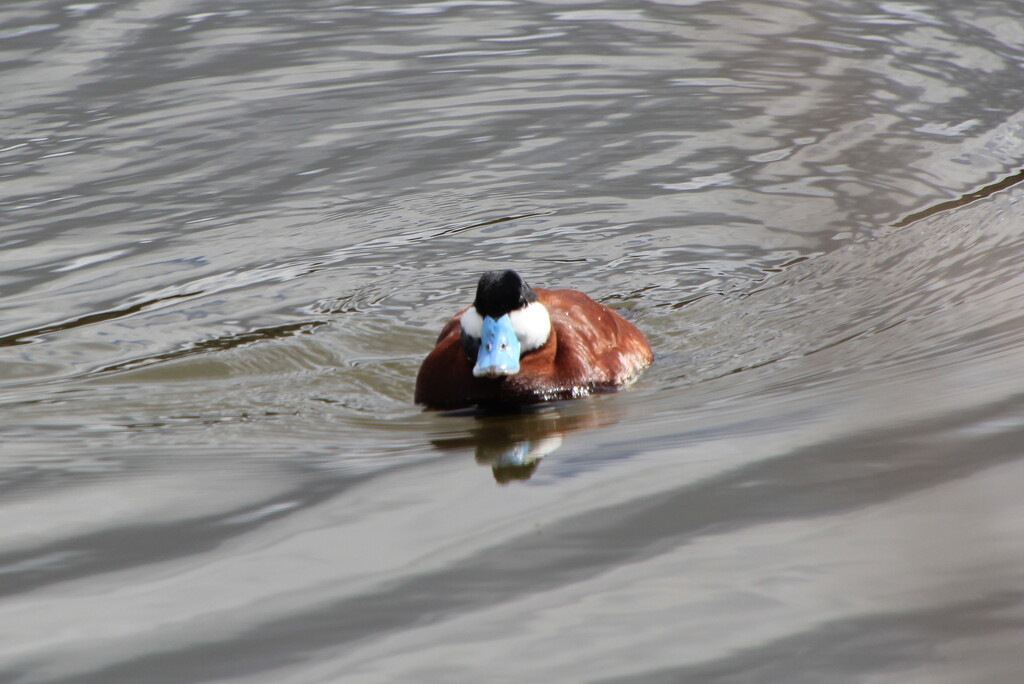 Ruddy Duck by pirish