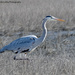 Great Blue Heron hunting for breakfast by mccarth1