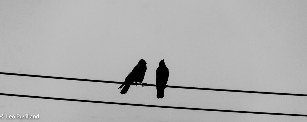 Bird Friends by leopuv