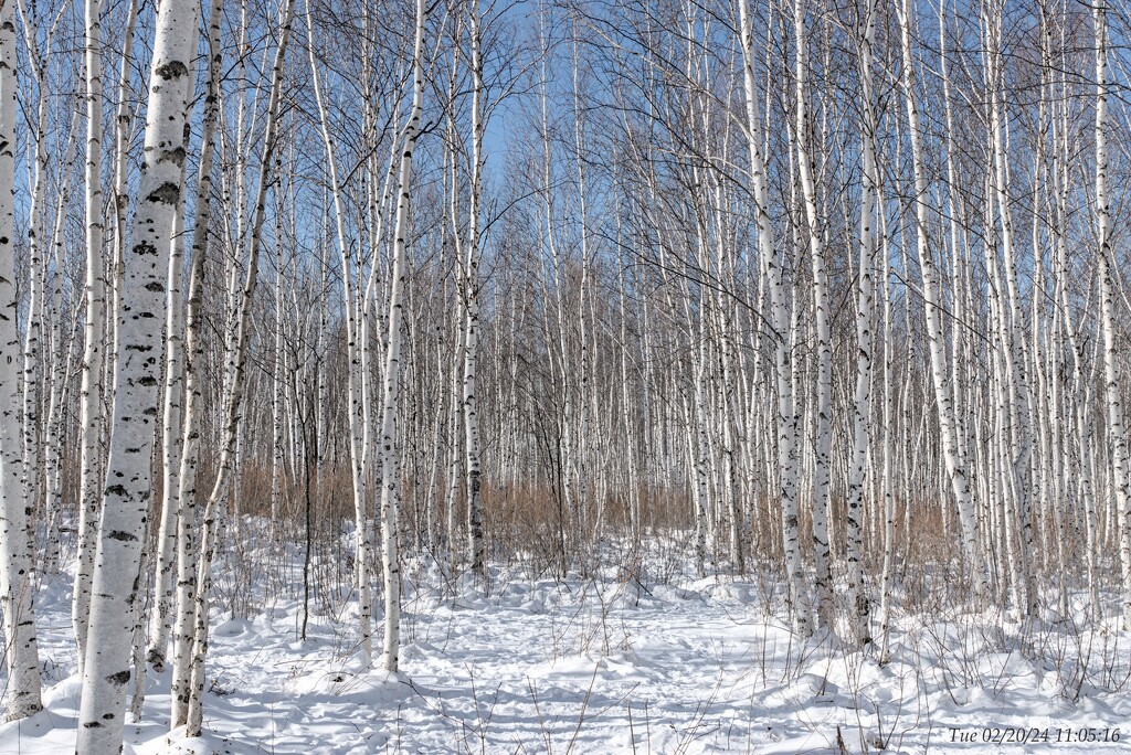 Birch trees by wh2021