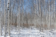 25th Mar 2024 - Birch trees
