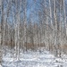 Birch trees by wh2021