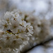 Cherry Blossoms by lstasel