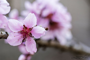 23rd Mar 2024 - Peach Blossoms