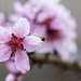 Peach Blossoms by lstasel