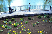 23rd Mar 2024 - A handicapped student, his dog and a friend take in the view @ Mirror Lake