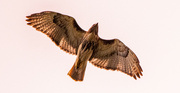 24th Mar 2024 - Red Shouldered Hawk Floating Overhead!
