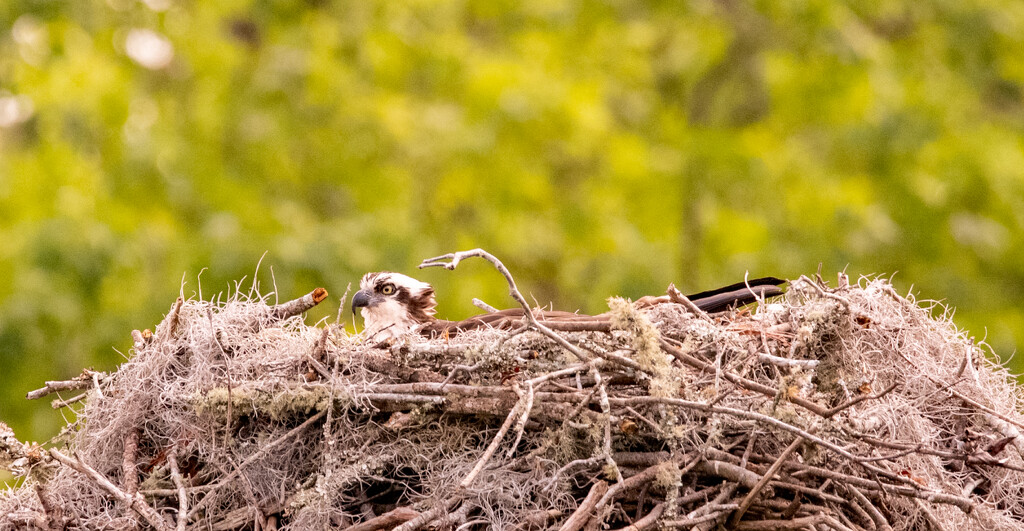Mom Osprey, Still Sitting on the Nest! by rickster549