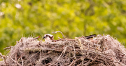 24th Mar 2024 - Mom Osprey, Still Sitting on the Nest!