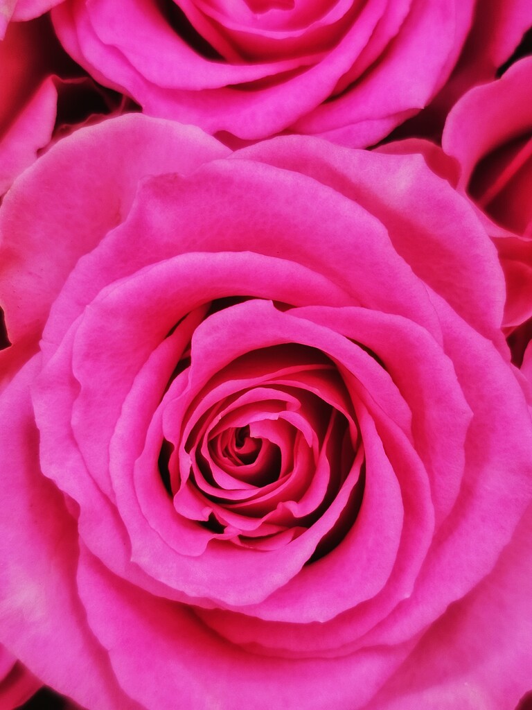 Pink rose by edorreandresen