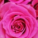 Pink rose by edorreandresen