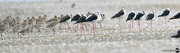 25th Mar 2024 - Godwits and Pied Stilts