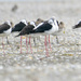 Godwits and Pied Stilts