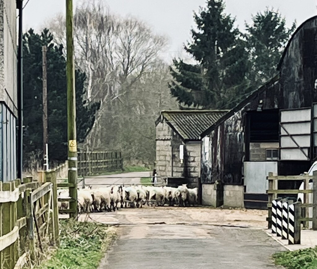 Sheep crossing..... by anne2013