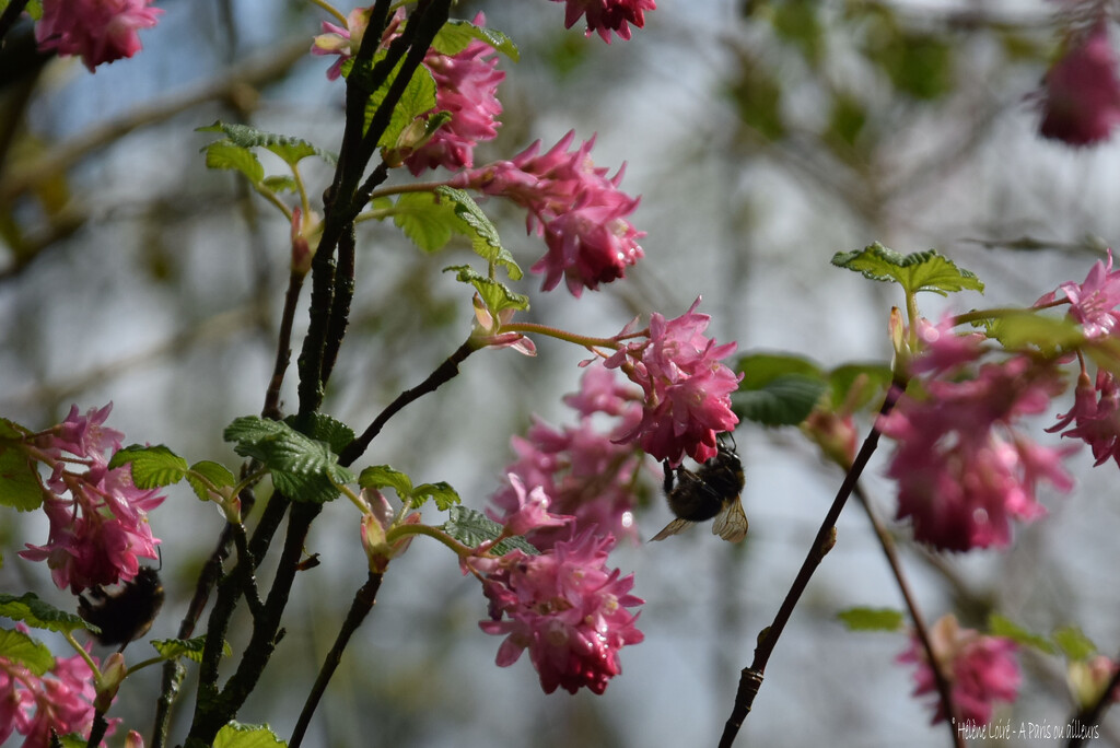 busy bumblebees  by parisouailleurs