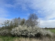 17th Mar 2024 - Blossom in Spring....