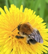 18th Mar 2024 - Bee...
