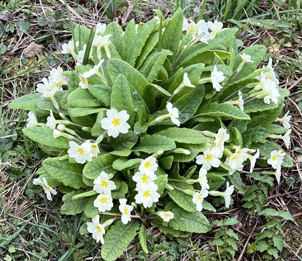 Primroses.... by anne2013