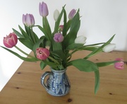 25th Mar 2024 - Tulips