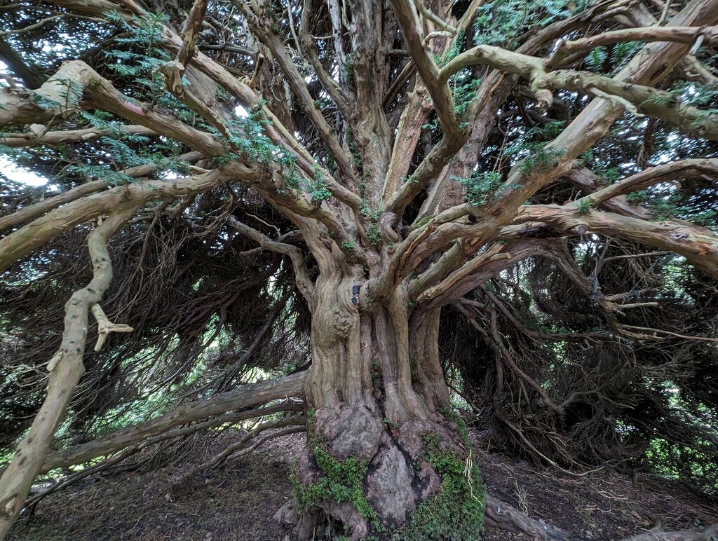 UNDER THE YEW. by derekskinner