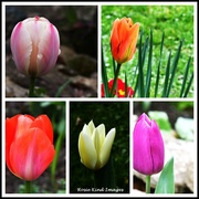 25th Mar 2024 - Tulips in my garden