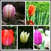 Tulips in my garden by rosiekind