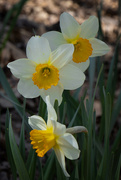25th Mar 2024 - Daffodil 3