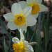 Daffodil 3 by k9photo