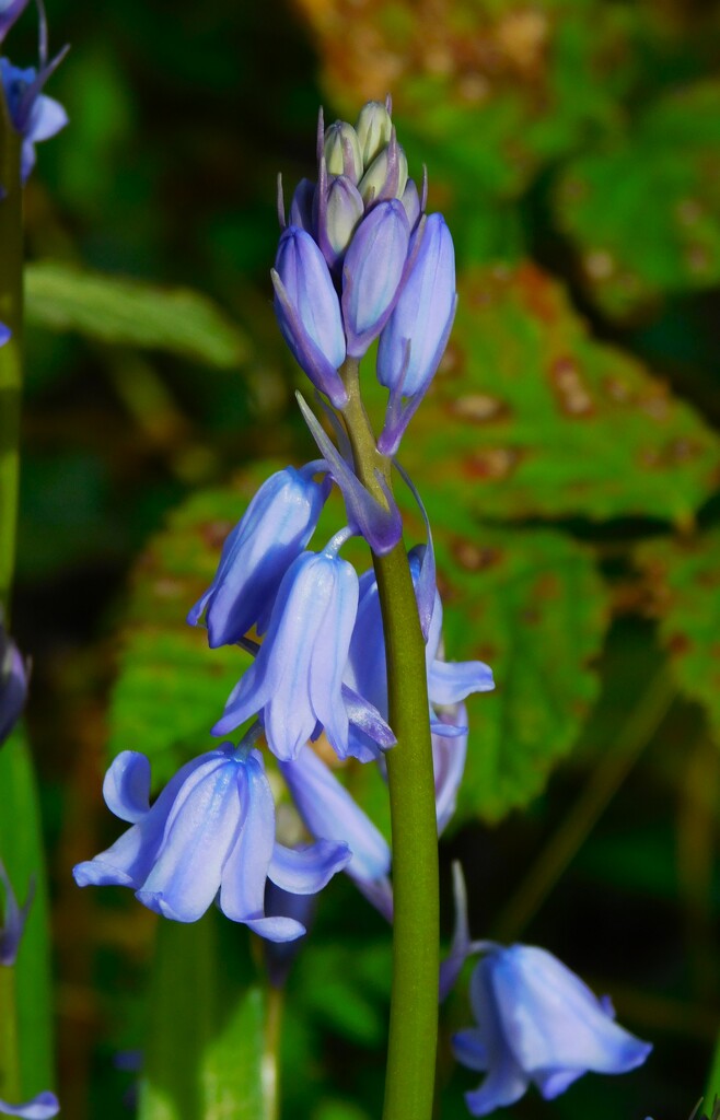 First Bluebell by 365anne