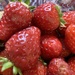 Red Strawberries  by spanishliz