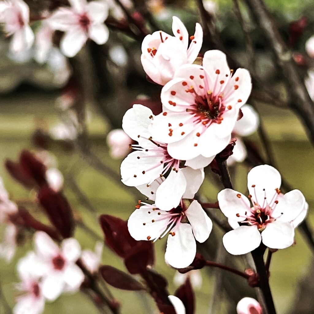 Quick blossom by mastermek