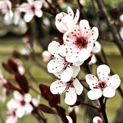 22nd Mar 2024 - Quick blossom