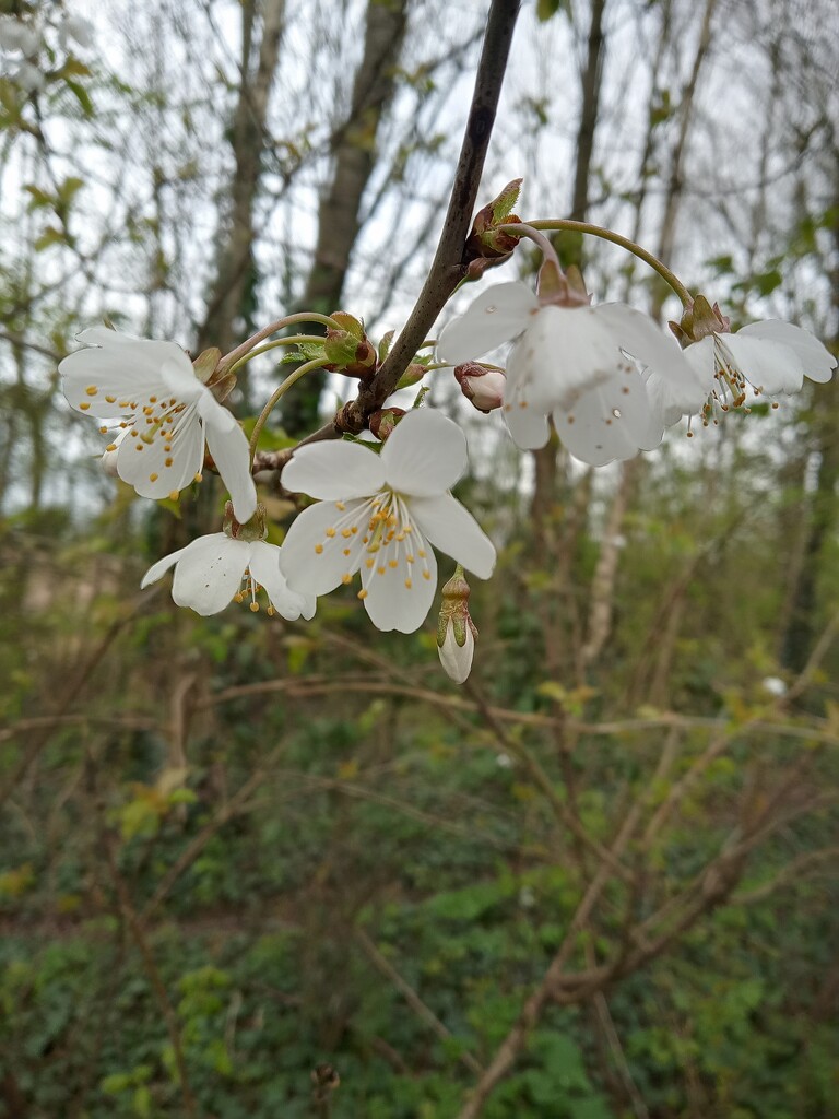 Damson Blossom  by 365projectorgjoworboys