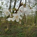 Damson Blossom  by 365projectorgjoworboys