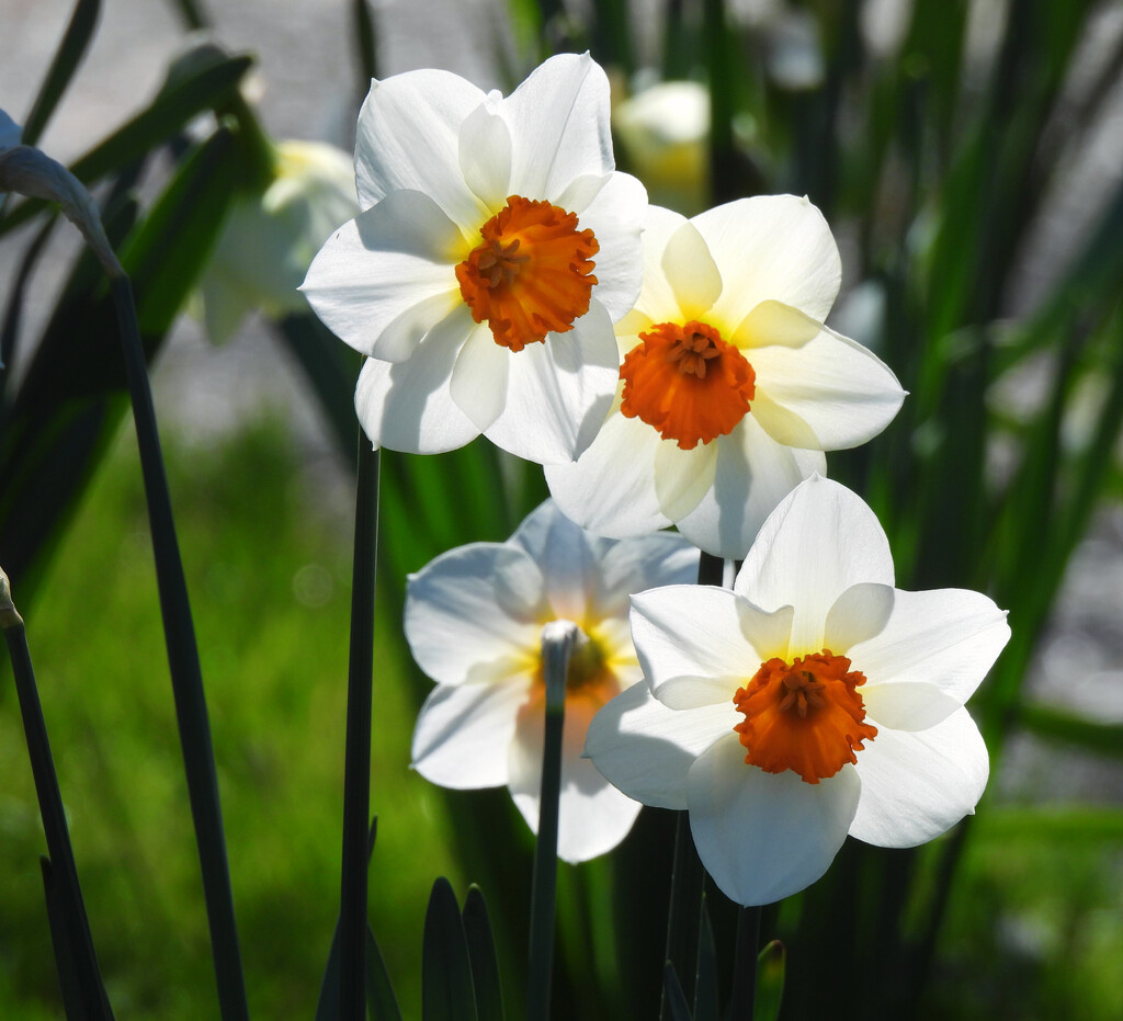 Daffodils  by seattlite